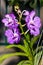 Bouquet of purple orchids, Vanda