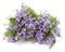Bouquet of purple phloxes