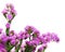 Bouquet from purple statice flowers arrangement