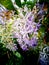 Bouquet of  Queen`s Wreath Flowers Hanging