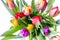 Bouquet of Rainbow Tulips on White Background