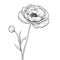 bouquet Ranunculus flower ai generated