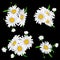 Bouquet realistic daisy, camomile flowers