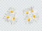 Bouquet realistic daisy, camomile flowers. Seasonal sales