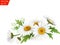 Bouquet realistic daisy, camomile flowers on white background. Vector illustration card