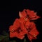 Bouquet of red Amaryllis Amaryllidaceae