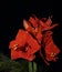 Bouquet of red Amaryllis Amaryllidaceae