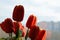 Bouquet of red artificial peonies against a dusty window