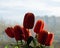 Bouquet of red artificial peonies against a dusty window