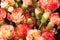 Bouquet of red carnation Dianthus caryophyllus