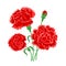 Bouquet of red carnations isolated on a white background.