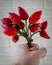 Bouquet of red chili peppers in the hand