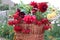 A bouquet of red dahlias with viburnum branches on the background of a garden plot, close - up-the concept of celebrating the day