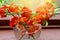 Bouquet of red flowers of a quince in a glass vase at a window