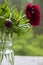 A bouquet of red peonies in a glass vase on a green background. A bright bouquet of flowers to lift your mood.