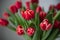 A bouquet of red peony tulips stand in a vase. Early varieties of tulips