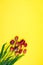 Bouquet of red and pink tulips on a yellow background. Vertical background. Mother's Day, Valentine's Day, Birthday