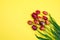 Bouquet of red and pink tulips on a yellow background. Vertical background. Mother's Day, Valentine's Day, Birthday