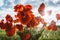 Bouquet of red poppies, green field