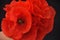 A bouquet of red poppies held in hands