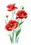 A bouquet of red poppies, watercolor drawing on a white background, isolated with clipping path.