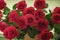 Bouquet of red roses, symbol of love, romantic celebrations. Valentine`s Day, wedding, engagement. Bright background for