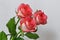 A bouquet of red roses from three buds on a white background