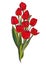 Bouquet of red tulips hand drawing on a white background
