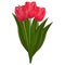 Bouquet of red tulips, illustration