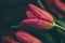 Bouquet of red tulips macro on a wooden table