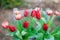 Bouquet of red tulips oil painting. Hand painted on canvas.