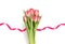 Bouquet of red tulips with pink ribbon isolated on a white background. Mothers Day and Valentines Day. Easter tulips flowers for