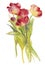 Bouquet of red tulips. Watercolor drawing, isolated on white background