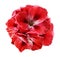 A bouquet of red-white begonias on a white isolated background with clipping path. Close-up without shadows.