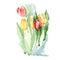 Bouquet of red and yellow tulips. Watercolor ilustration isolated. vector