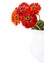 Bouquet of red zinnia flowers in a jar