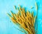 Bouquet of ripe wheat on blue background