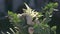 Bouquet of roses, astilba, cortaderia and eucalyptus branches on a festive table during a wedding banquet