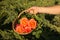 A bouquet of roses. A basket with roses in a woman`s hand against the background of the junipers