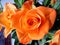 Bouquet of Roses Orange Swirl