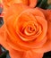 Bouquet of Roses Orange Swirl