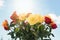 Bouquet of roses over sunny sky