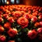 Bouquet of roses, romantic flowers