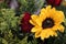 Bouquet roses sunflowers 7900