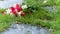 Bouquet of roses, white and pink, jetty on the ground, in a stone path in the middle of a lawn