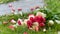 Bouquet of roses, white and pink, jetty on the ground, in a stone path in the middle of a lawn