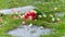 Bouquet of roses, white and pink, jetty on the ground, in a stone path in the middle of a lawn