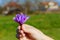 Bouquet of saffron flowers. Bouquet of purple crocuses in wooman hand