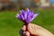 Bouquet of saffron flowers. Bouquet of purple crocuses in wooman hand