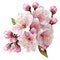 Bouquet of sakura flowers, cherry blossom on a transparent background. Floral arrangement.